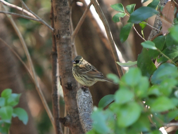 春の身近な野鳥（８）　よく見られる１２種類の鳥たち_f0140054_2236727.jpg