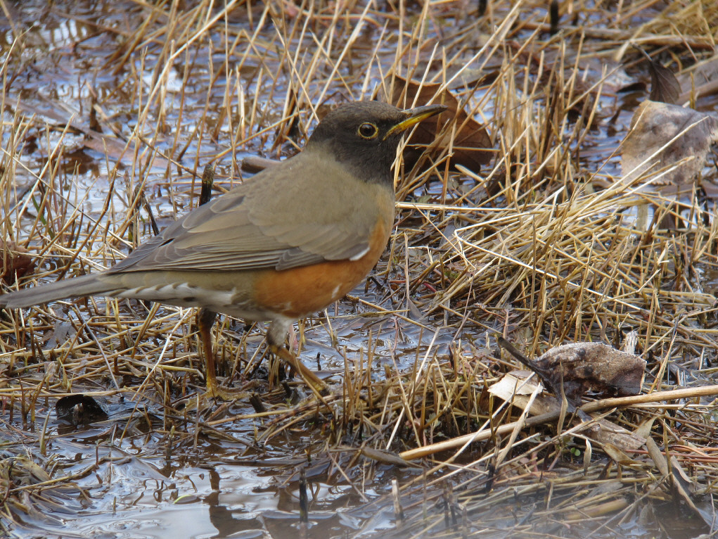 オオアカハラ：びっくり初見初撮り_f0230458_19451112.jpg