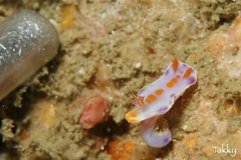 2011.03.30 Wed. みなべ・田辺_e0158261_621547.jpg