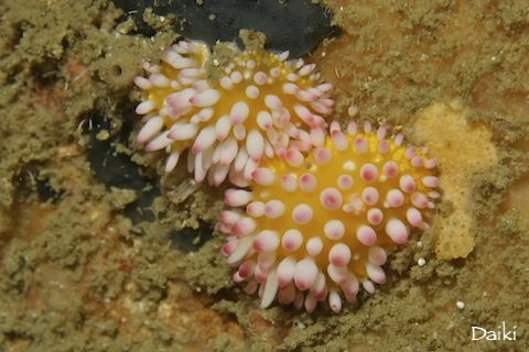 2011.03.30 Wed. みなべ・田辺_e0158261_631825.jpg