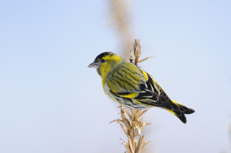 漢字 2年の漢字 : 雄 成鳥 2 月 雌 成鳥 4 月 成鳥 2