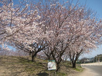 桜、さくら、サクラ～花開く_a0093965_9361164.jpg