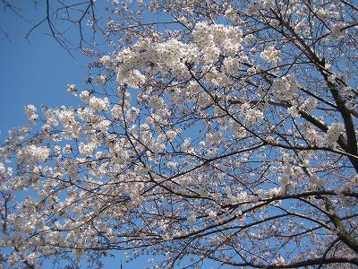 桜、さくら、サクラ～花開く_a0093965_9372544.jpg