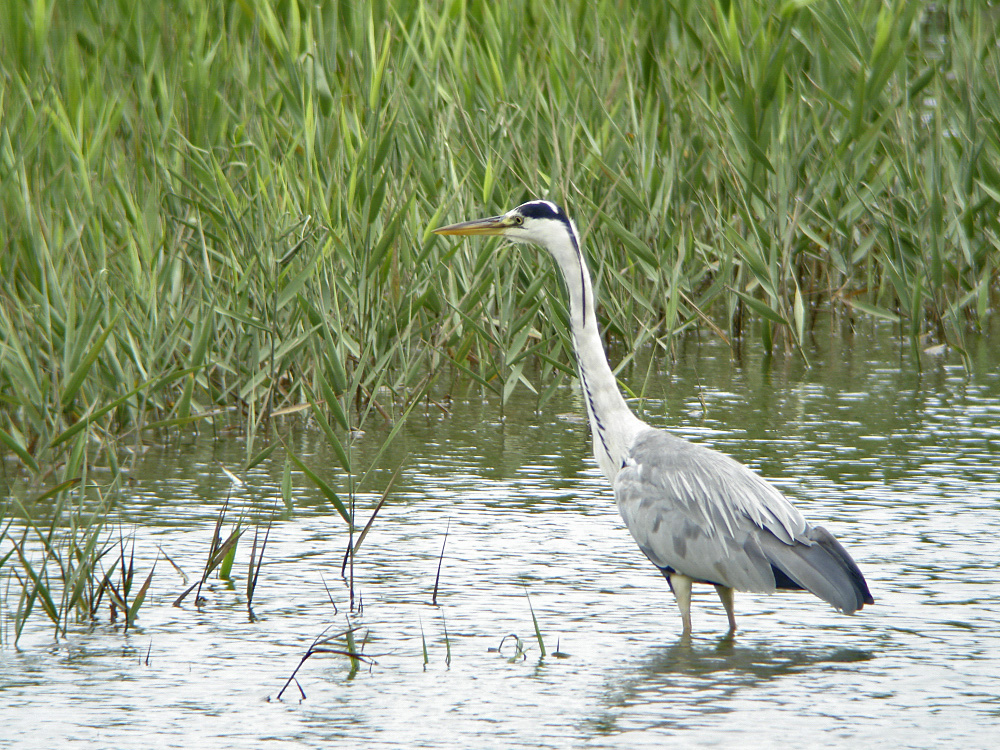 アオサギ 出会った野鳥たち