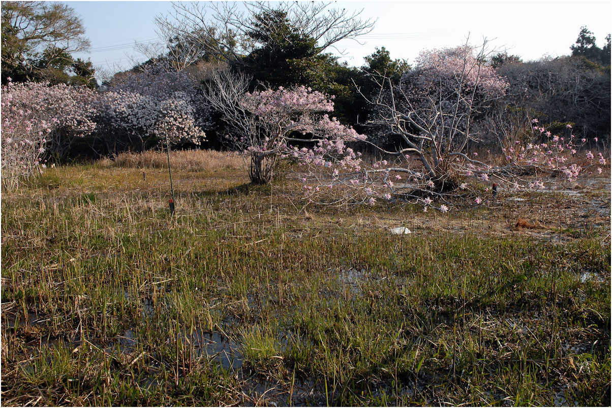 田原のシデコブシ_c0198669_1710927.jpg