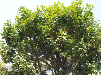 d0163670_16533157.jpg