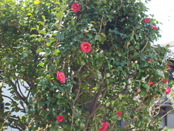 d0163670_1654118.jpg
