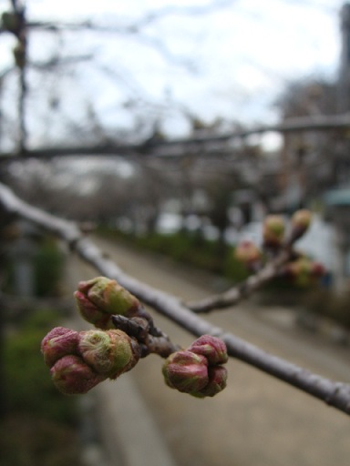 鎌倉 段葛 , at Kamakura_a0195373_22608.jpg