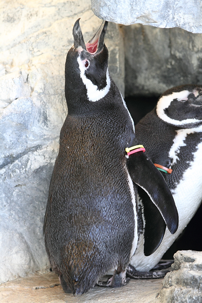 品川水族館へ。_e0122373_2149839.jpg