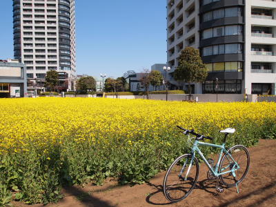 地蔵院のしだれ桜_a0027275_19592976.jpg