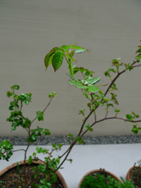 b0142989_17113072.jpg