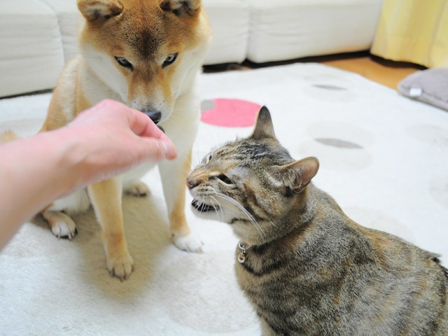 怒りの猫パンチ_a0126590_21512827.jpg