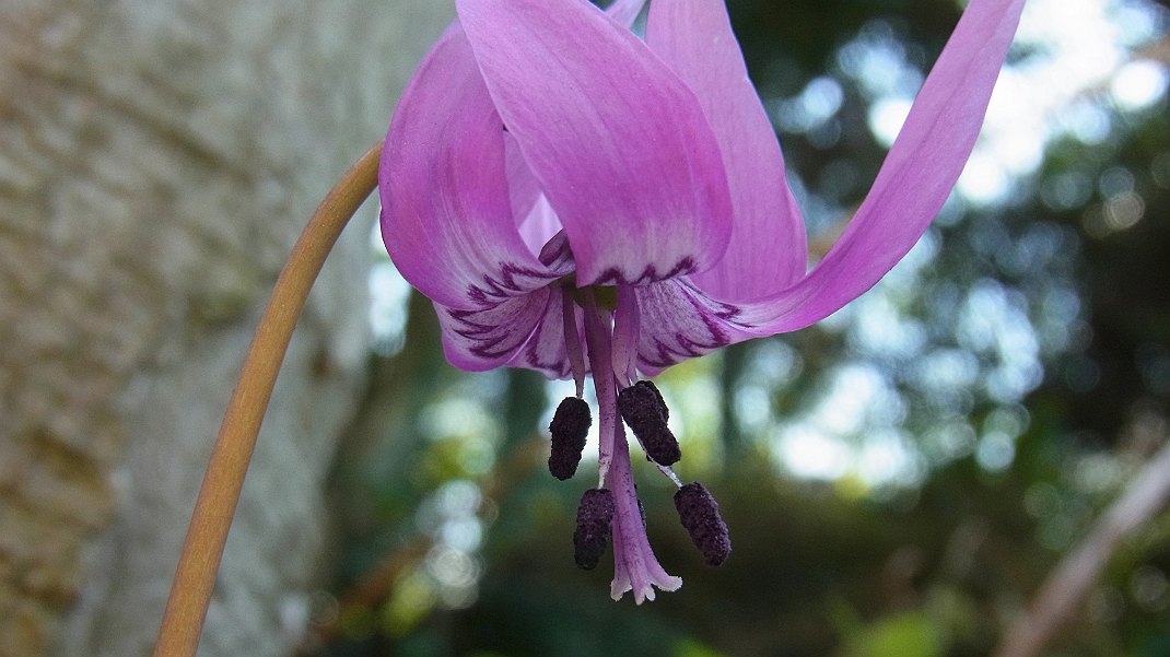 庭でカタクリの花が・・・_a0152692_18471783.jpg