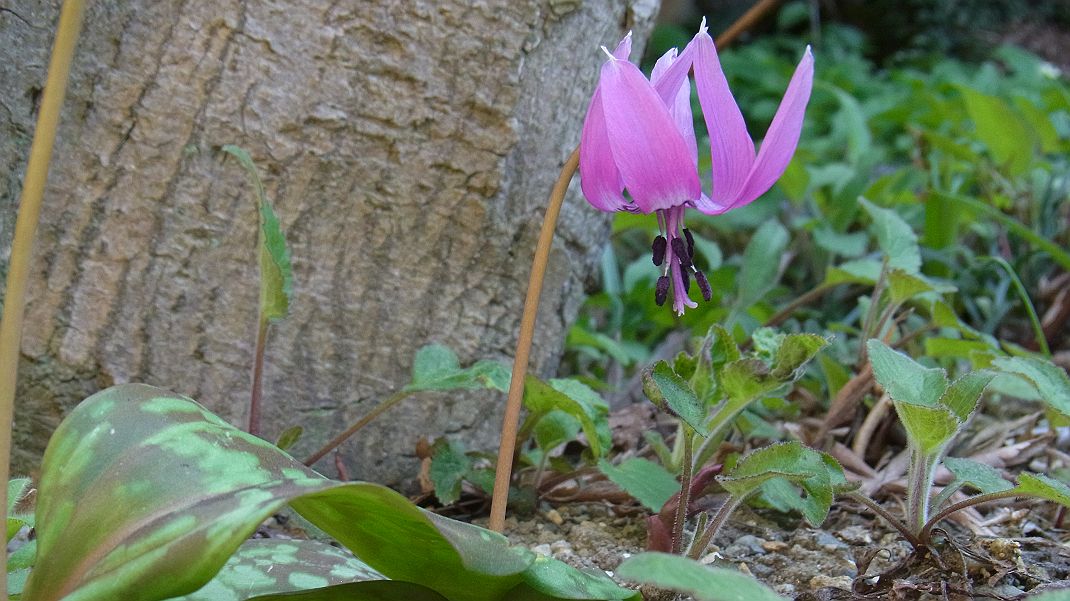 庭でカタクリの花が・・・_a0152692_184729.jpg