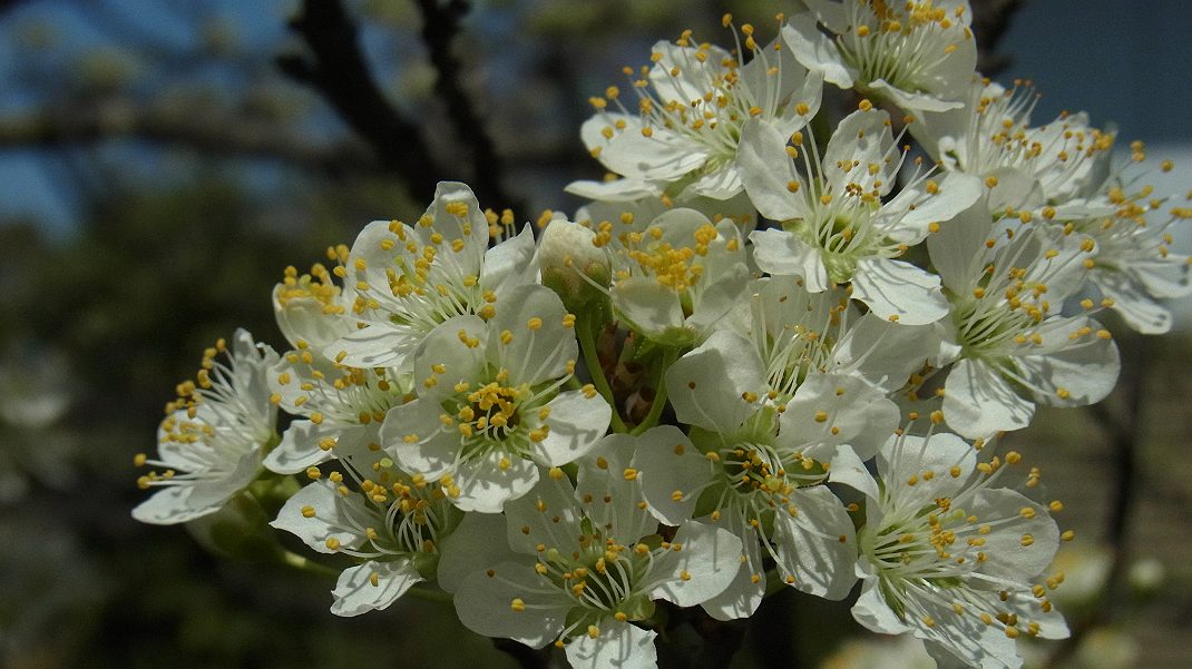 庭でカタクリの花が・・・_a0152692_18493921.jpg