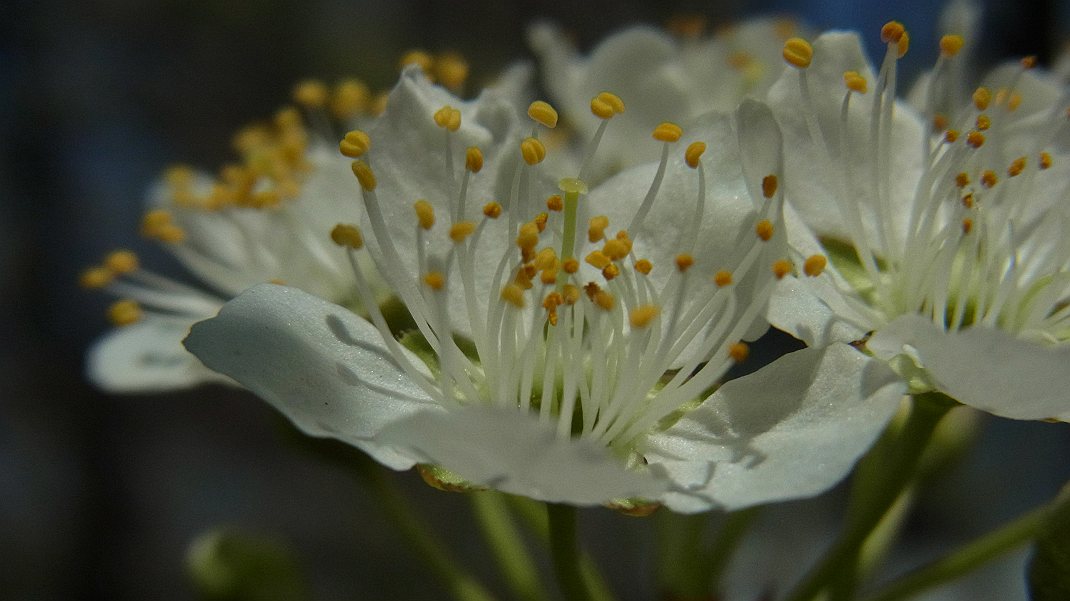 庭でカタクリの花が・・・_a0152692_18495625.jpg