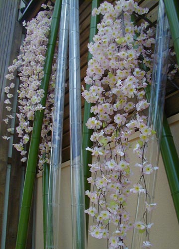 ●街中のさびしい桜、アゲイン_d0053294_1144575.jpg