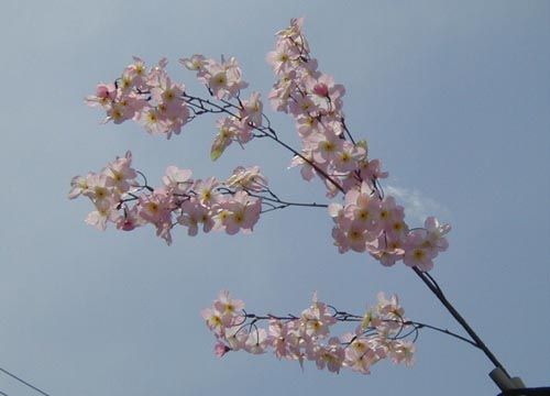 ●街中のさびしい桜、アゲイン_d0053294_11452999.jpg