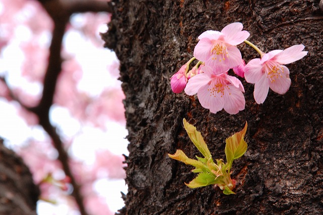 新宿御苑の桜_a0169902_2226799.jpg