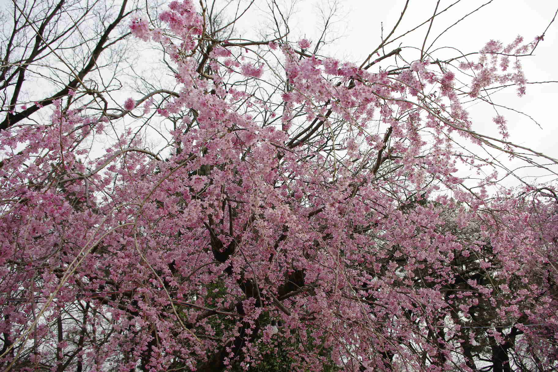 d0070007_1757737.jpg