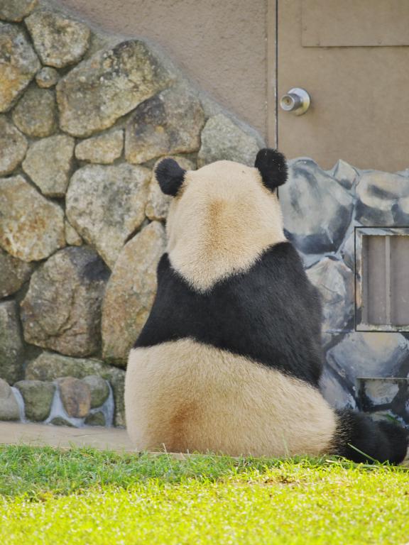 アドベンチャーワールド 10 11 その1 寝転がるパンダ Photo Of The Weekend
