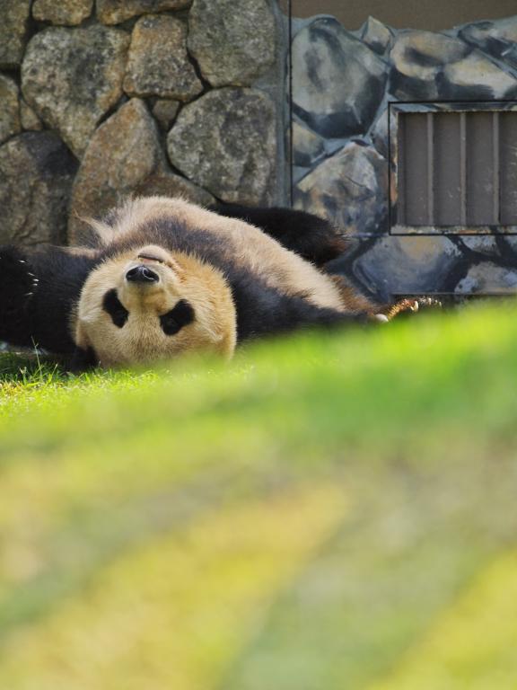 アドベンチャーワールド 10 11 その1 寝転がるパンダ Photo Of The Weekend