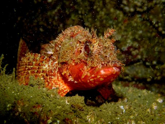 コクチフサカサゴ　葉山権太郎岩　Scorpaena miostoma Günther,1880._d0175710_21561327.jpg