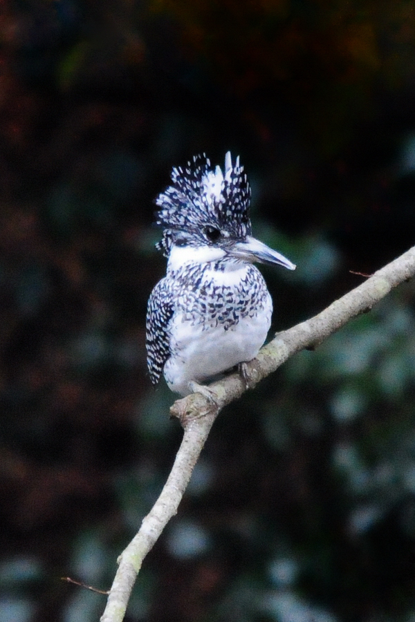 野鳥「ヤマセミ」‥‥初見初撮り_a0189912_17284756.jpg