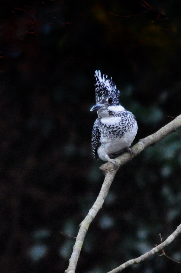 野鳥「ヤマセミ」‥‥初見初撮り_a0189912_1728785.jpg