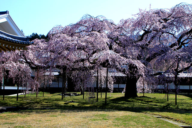 京の花だより　醍醐寺霊宝館_e0048413_21451455.jpg