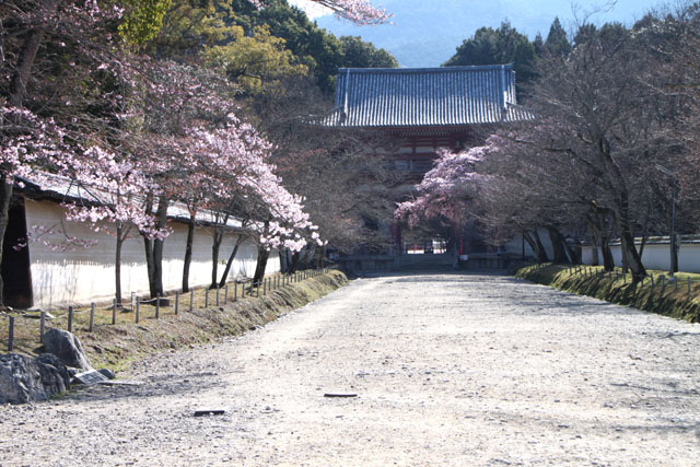 京の花だより　醍醐寺霊宝館_e0048413_214524.jpg