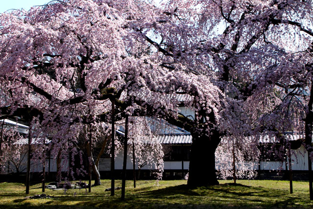 京の花だより　醍醐寺霊宝館_e0048413_21452445.jpg