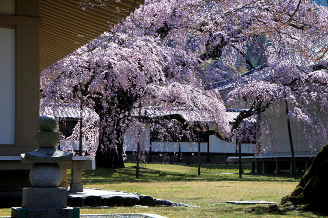 京の花だより　醍醐寺霊宝館_e0048413_21454839.jpg