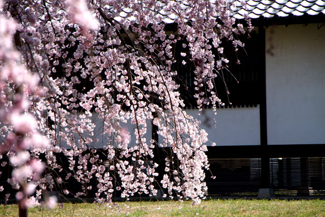 京の花だより　醍醐寺霊宝館_e0048413_2146093.jpg