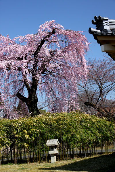 京の花だより　醍醐寺霊宝館_e0048413_21461344.jpg