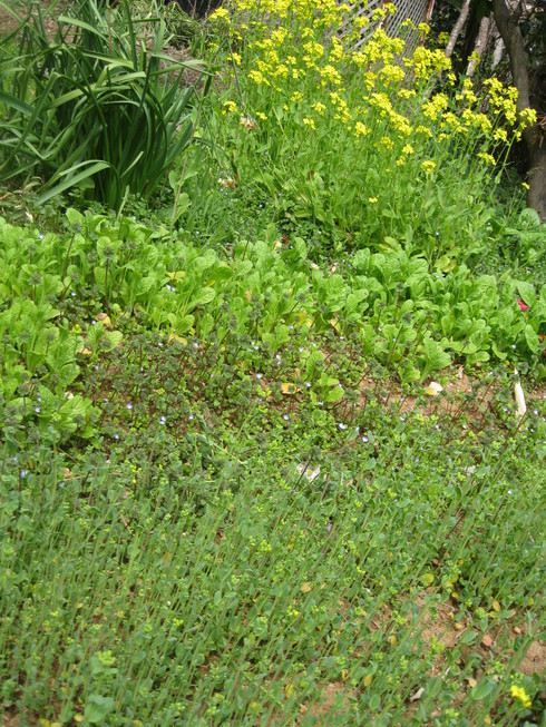 「春の 植えつけ」~~_a0125419_13593527.jpg