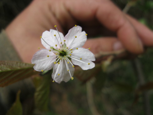 「春の　植えつけ」～～_a0125419_1415226.jpg