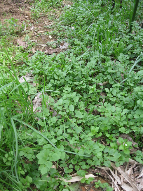 「春の　植えつけ」～～_a0125419_143353.jpg