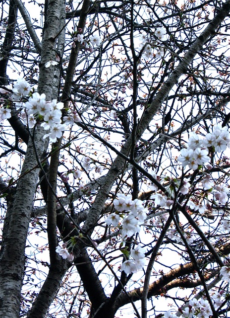 桜の木の下で 涙…。_f0170519_17411743.jpg
