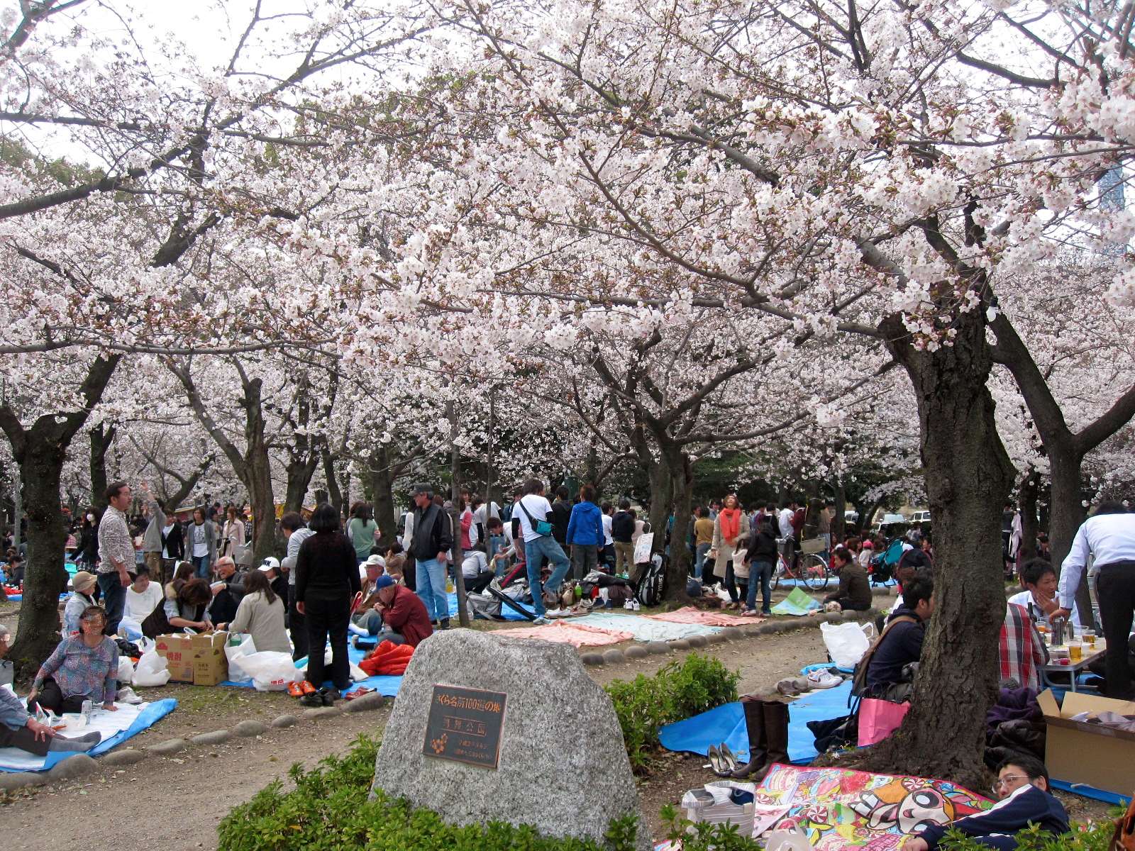鶴舞公園でプチ花見 それがどうした 床の焦げ目は気にしない