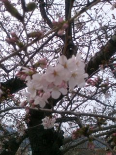サクラ〜サクラ〜サクラ〜_f0126121_1931569.jpg
