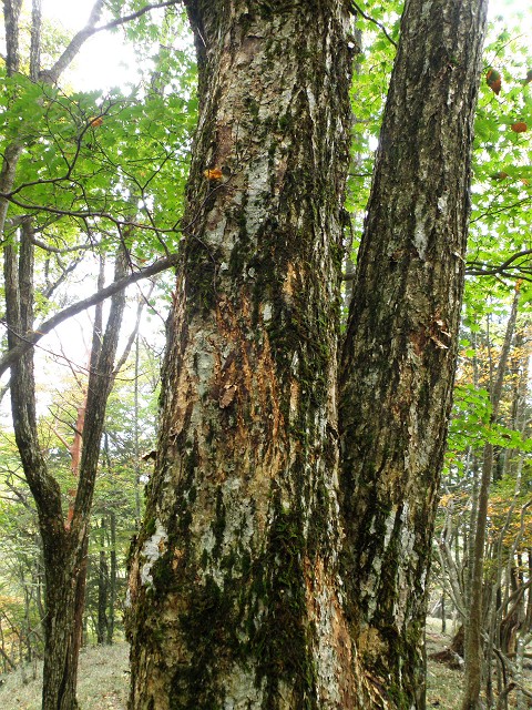 f0181821_1036097.jpg