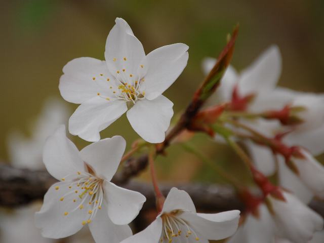 石戸の蒲桜（イシドノカバザクラ）_d0059226_15573264.jpg