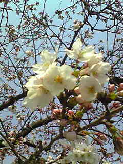 4月、さくら_e0103327_1349071.jpg