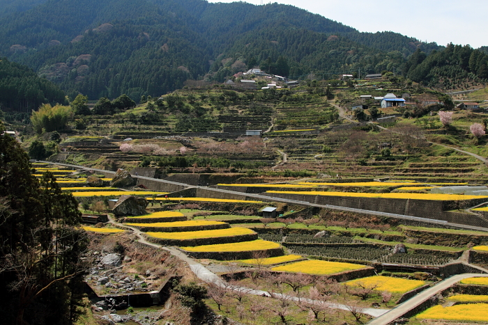 江田の菜の花　神山町_a0165631_2315114.jpg