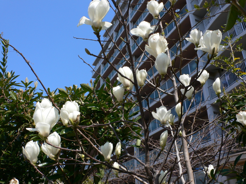 風と花の街_e0093336_2024635.jpg