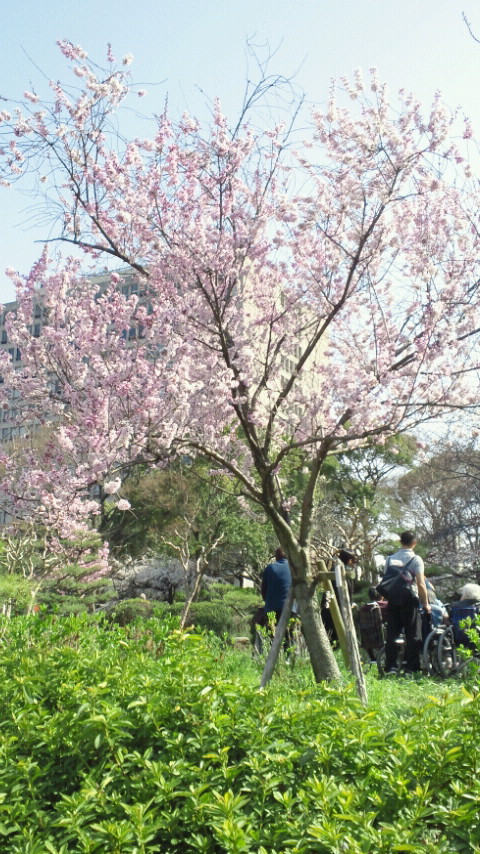 大阪城の桜はまだつぼみ_e0185636_17483461.jpg