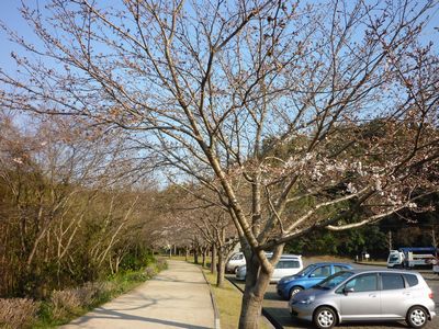 桜～_c0211540_1138575.jpg