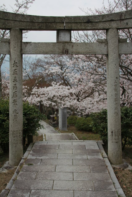 SAKURA_f0210340_22232318.jpg