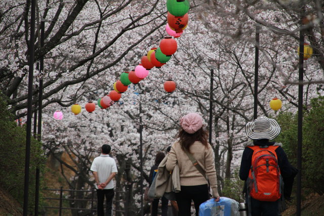 SAKURA_f0210340_2230126.jpg